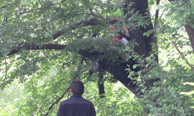 В Запорожье нервная женщина вскарабкалась на дерево, чтобы сделать последний прыжок
