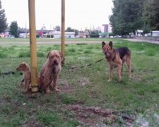 В Харькове титушки снесли приют для животных