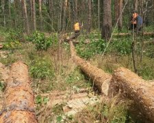 Загадочное убийство: в лесу под Киевом нашли трупы