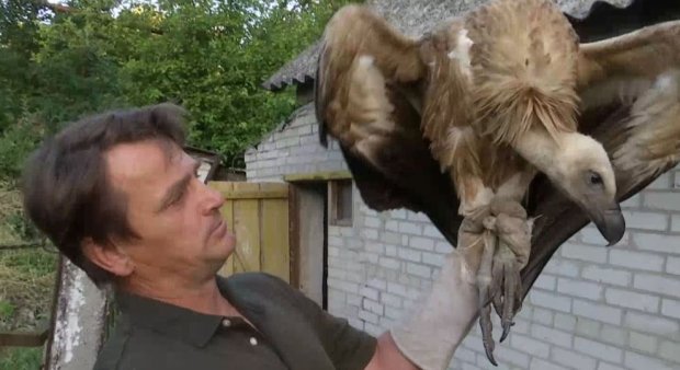 На Сумщине поймали громадную птицу: краснокнижный "гость" из Крыма