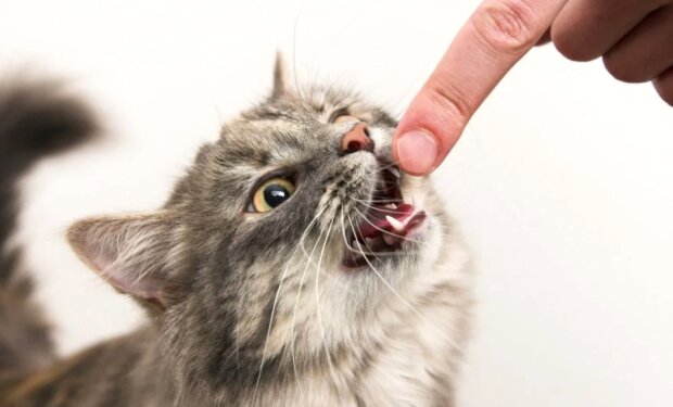 Злой котик, фото из открытых источников