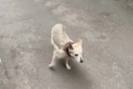 Публікація каналу Х**вий Київ: Telegram