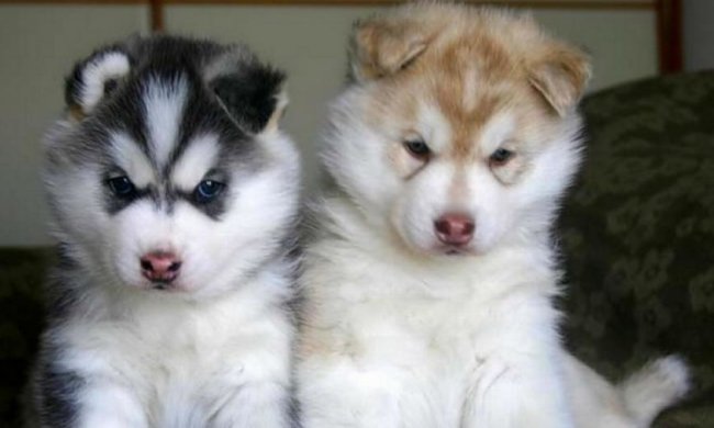 Щеня хаскі душевно заспівало під баян (відео)