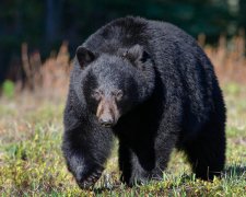 Небезпечний ведмідь врятував маленького хлопчика від страшної смерті: зворушлива історія справжньої дружби