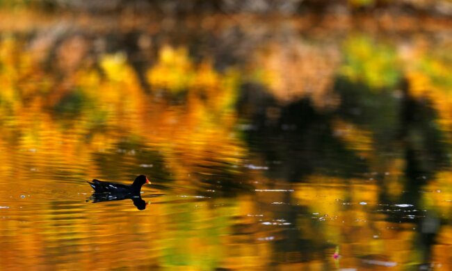 Погода на 19 октября: тепло начинает убегать с Украины