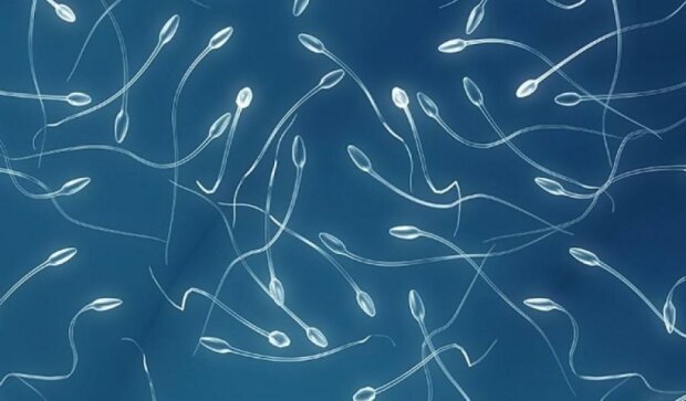 Смартфон допоможе визначити якість чоловічої сперми