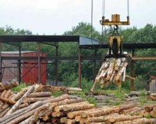 Волынских лесоводов проверят на причастность к контрабанде