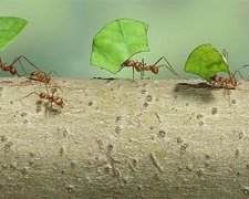 Учені розкрили таємницю мурах-землеробів