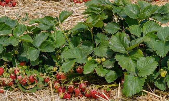 Клубника, огород, изображение из свободных источников