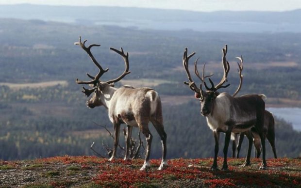Вымерший сотню лет назад вид воскресили в Финляндии