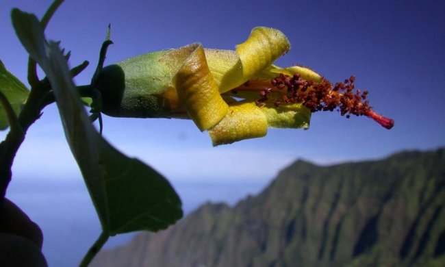 Hibiscadelphus wodii