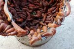 руді слимаки, фото: Христина Наумко-Сороковська / Фейсбук