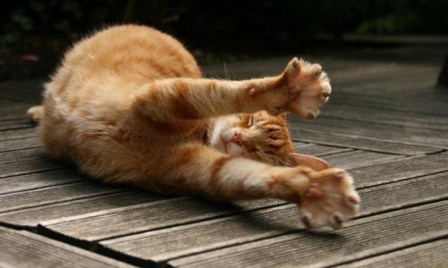 Толстый рыжий кот показал миру настоящую нирвану 