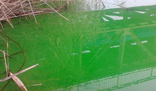 Криворожский водоем стал ядовито-зеленым (фото) 
