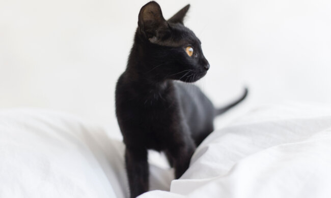 кошка, фото pxhere