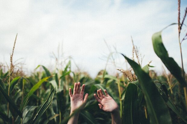 Кінг зацінить: в кукурудзяному полі під Запоріжжям засікли "воно", - фото, які полоскочуть ваші нерви