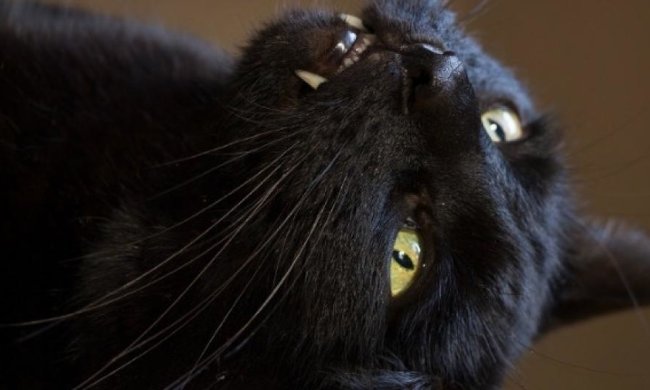 Кіт спровокував "кінець світла" у Карелії