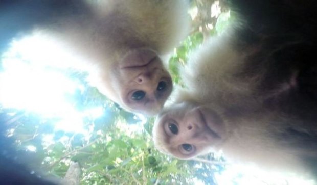 Маленькі мавпочки робили селфі на вкрадену камеру