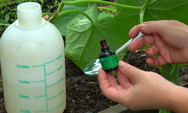 Огород, фото: скриншот из видео