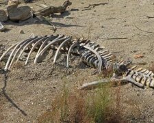 Залишики динозаврів. Фото з відкритих джерел