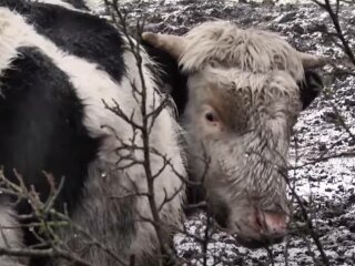 Корова, фото: скриншот из видео