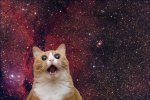 котик у космосі