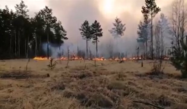 Пожежі на Житомирщині, скріншот: facebook.com/mvs.gov.ua