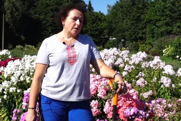 Тепер без гортензій та півоній - флокси стануть вашими улюбленцями: коли висаджувати, як поливати та удобрювати ґрунт
