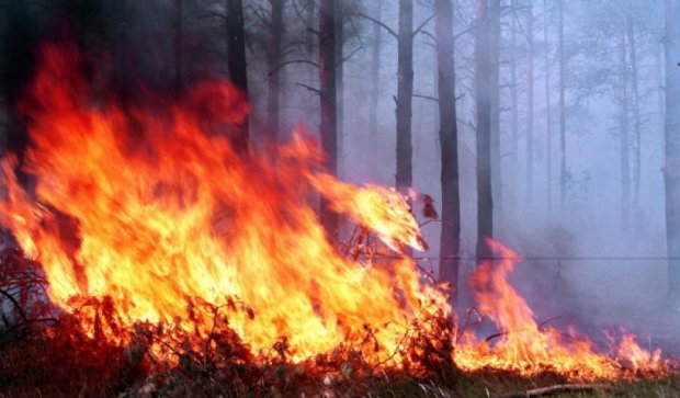 Во Франции масштабный лесной пожар тушили спецсамолетами