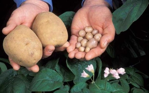 Улюблений овоч: коли люди почали їсти картоплю