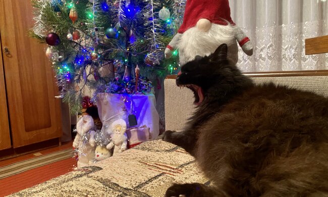 Чорний кіт, символ 2023 року, фото: Знай.ua