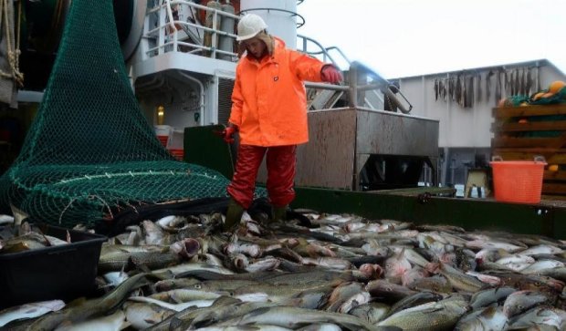 Норвегия не позволила Россельхознадзору проверить рыбные хозяйства