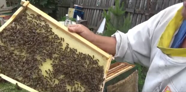 Пчеловод, фото: скриншот из видео
