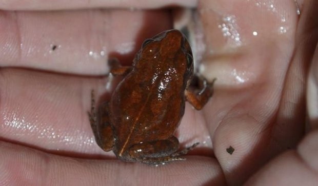 Рідкісна жаба зустрілася науковцям уперше за півстоліття