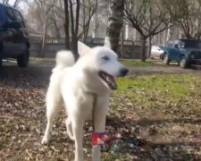 В Хмельницком озверевший пенсионер с арматурой выколол собаке глаз