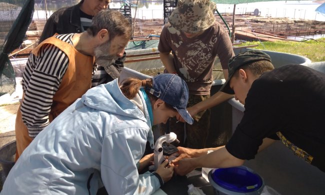 Чорна ікра замість червоної: Супрун порадила українцям те, від чого навертаються сльози