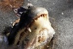 Алігатори вмерзли в лід через морози - стирчать одні носи: фото