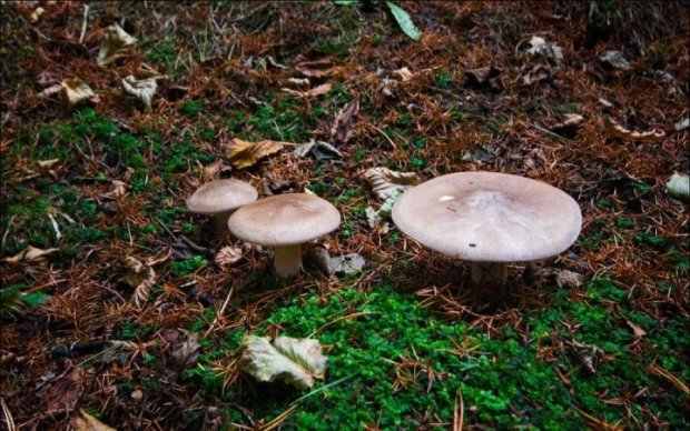 Чернобыльские грибы помогут ученым NASA