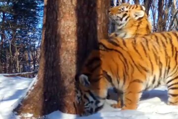 Тигри, фото: скріншот з відео