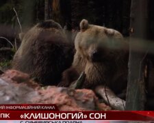 На Закарпатье аномальная зима не дает косолапым покоя, никак не улягутся: "не засыпают уже два года"