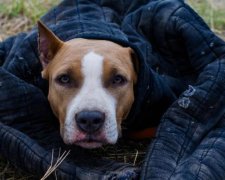 Собака "під кайфом" знищив свого господаря