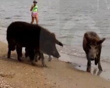 Свиньи пришли на пляж Мариуполя, скрин с видео