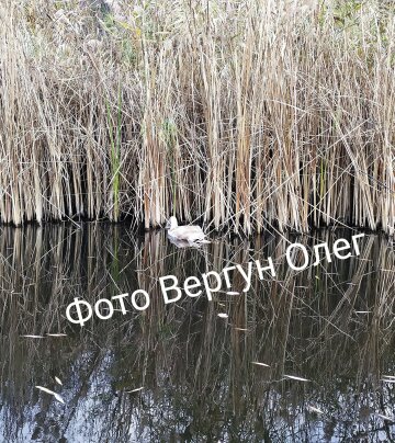 фото: Олег Вергун/Фейсбук