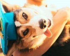 Собака Павлов окончила Калифорнийский университет
