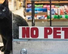 Instagram захопили коти-продавці