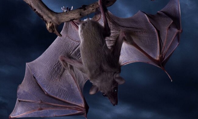 Вчені відкрили незвичайні здібності кажанів