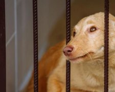 Убийца тысяч собак: в Киеве задержали догхантера Алексея Святогора