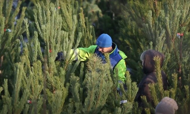 елочный базар, скриншот из видео