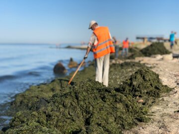 Новая напасть заполонила Азовское море