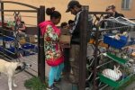 Тернополяни борються зі стихійною торгівлею - віддають кошенят і цуценят на загибель